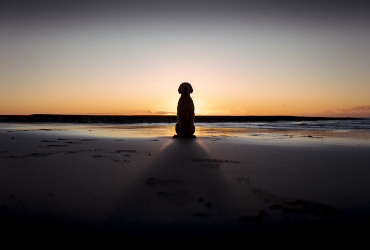 Poster Solitary Dog Sunset
