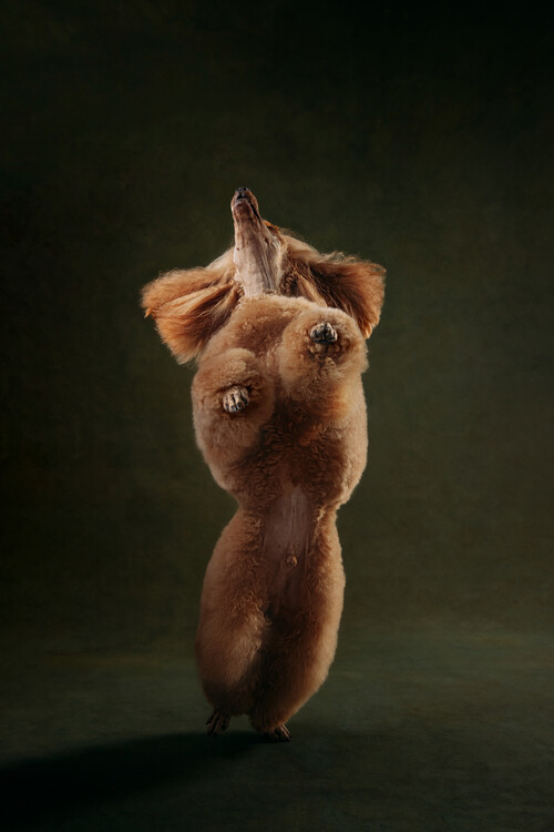 Poster Curious Poodle Figure
