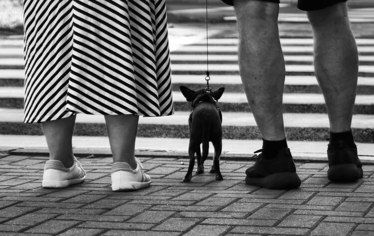 Poster Urban Dog Walk