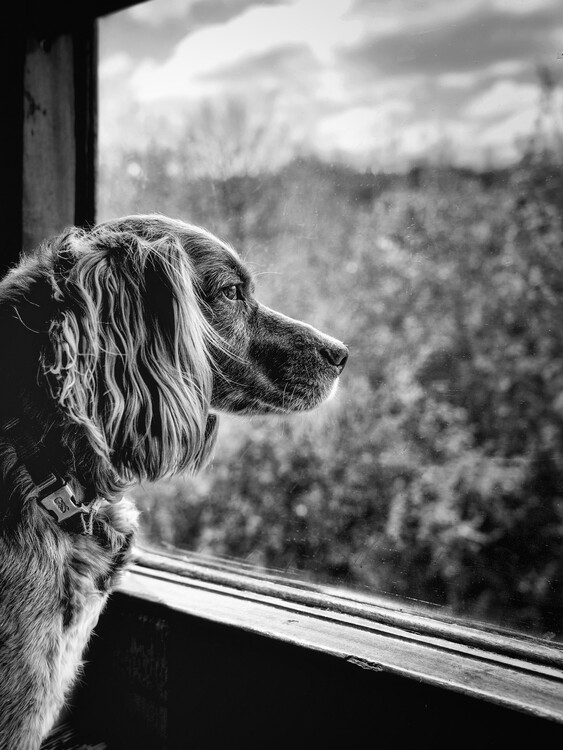 Poster Watchful Dog Window
