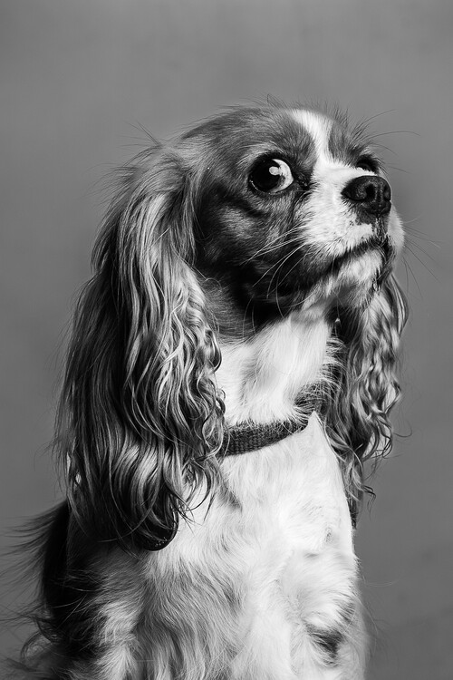 Poster Puppy Looking Up