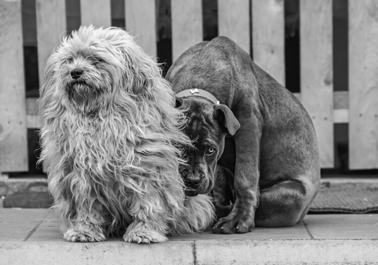 Plakat Shy Puppy Friends