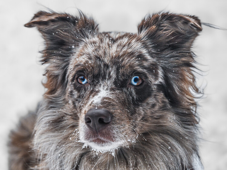 Poster Watchful Blue-Eyed Dog