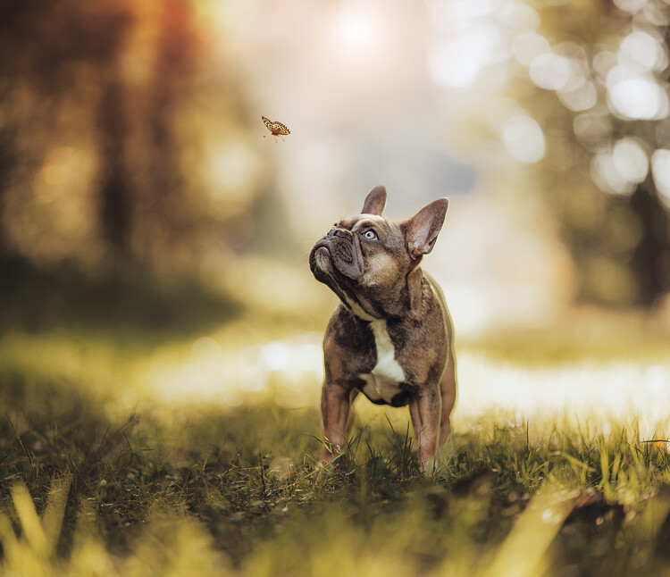 Poster French Bulldog And Butterfly