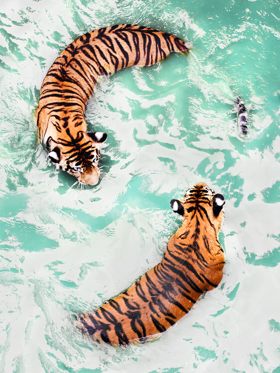 Plakat Yin & Yang Tigers