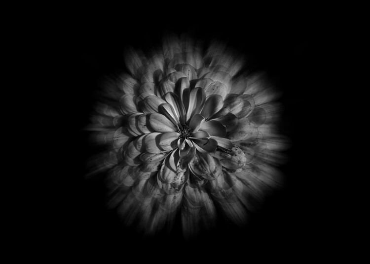 Poster Backyard Flowers In Black And White No 48 Flow Version