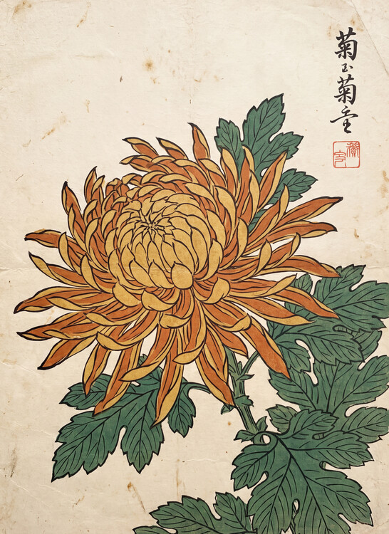 Плакат kiku, the Noble Flower of Autumn
