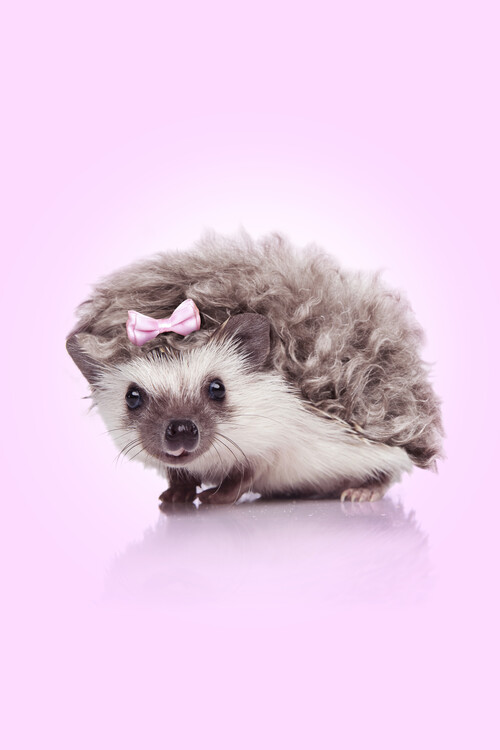 Poster Artem Pozdniakov - Pink Hedgehog