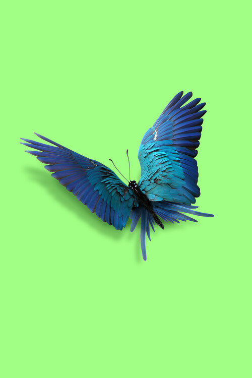 Poster Artem Pozdniakov - Parrot Butterfly