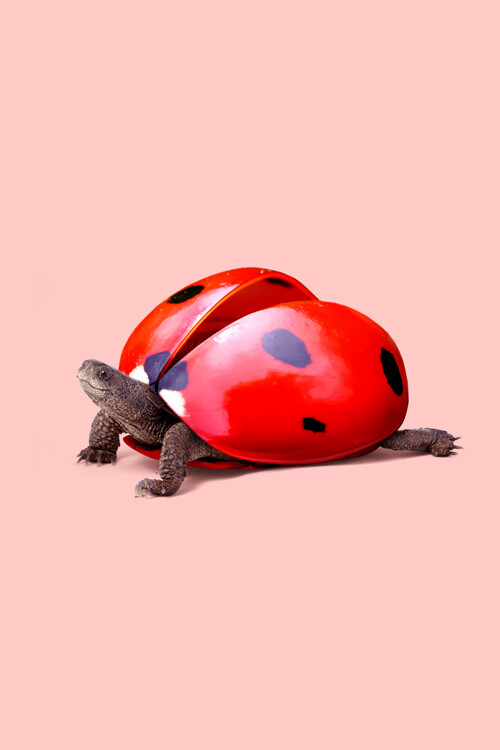 Poster Artem Pozdniakov - Ladybug Turtle