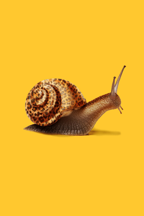 Poster Artem Pozdniakov - Leopard Snail
