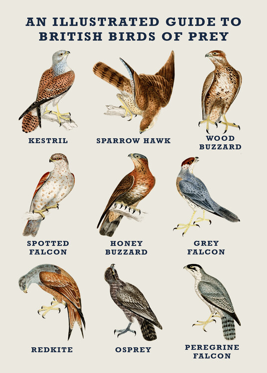 Poster An Illustrated Guide to British Birds of Prey