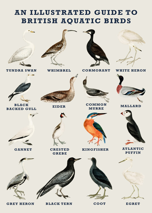 Poster An Illustrated Guide to British Aquatic Birds