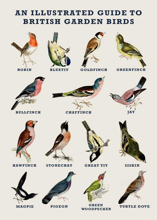 Poster An Illustrated Guide to British Garden Birds