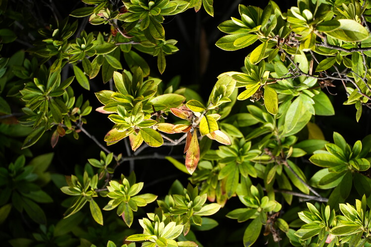 Плакат leaves at night