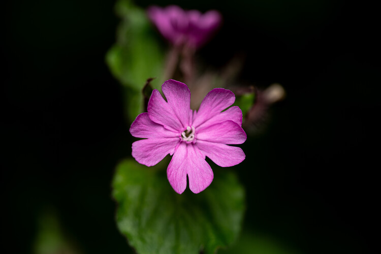 Плакат Pink Flower
