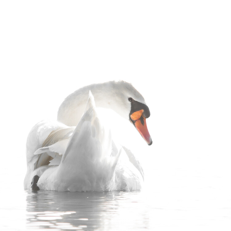 Плакат Grace in White