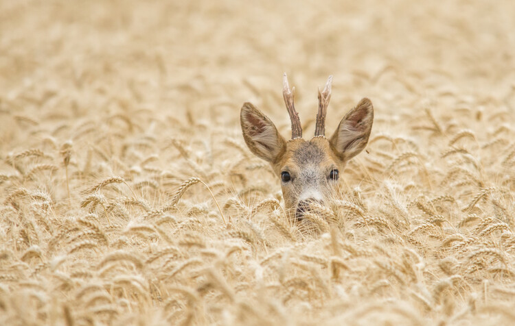 Плакат Roe Deer in the Wheat