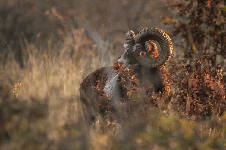 Плакат Mouflon in Autumn Light