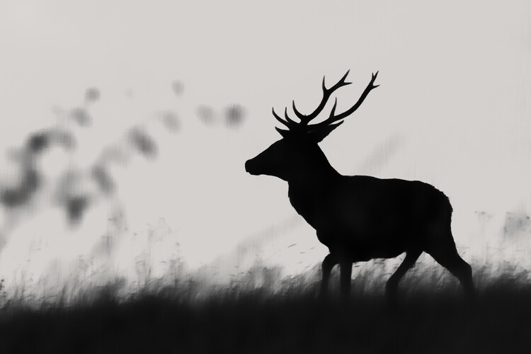 Плакат Red Deer Silhouette