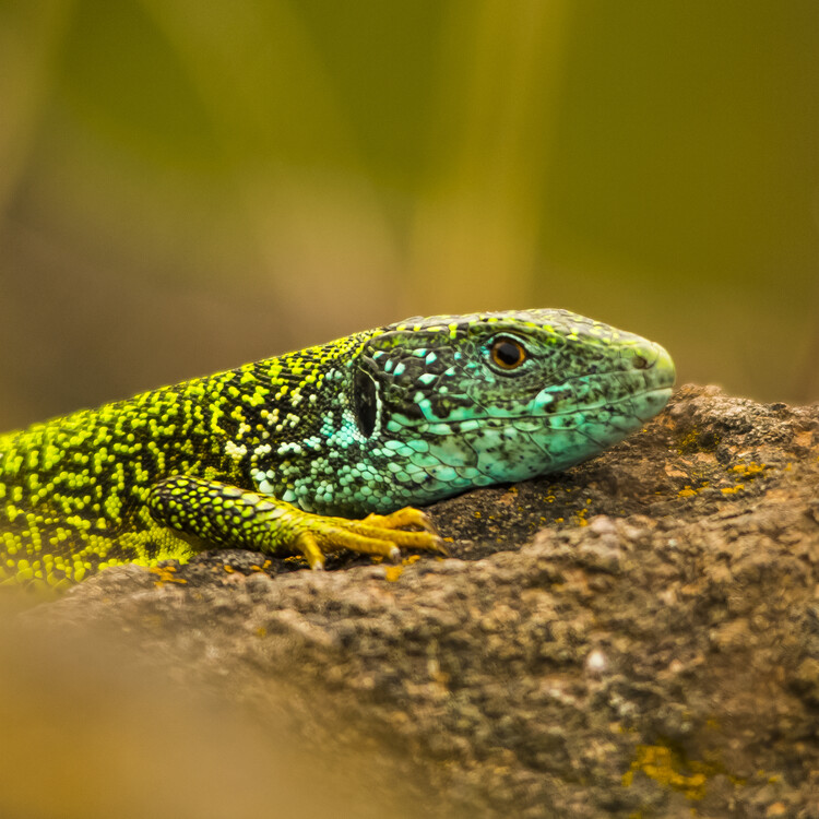 Plakát European Green Lizard