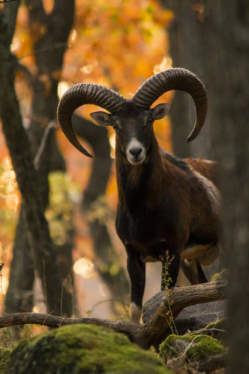 Plakát Mouflon Ram in Autumn Forest