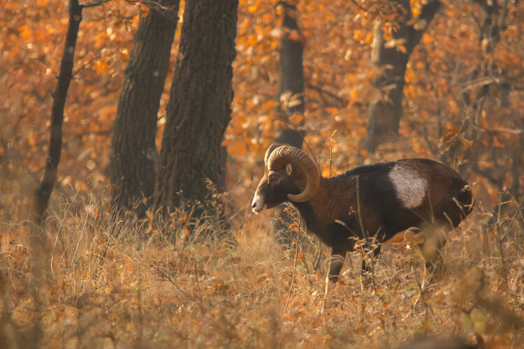 Plakát Mouflon in Autumn Forest