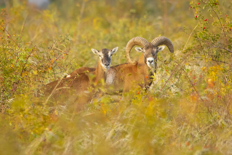 Plakát Mouflon Family in Autumn