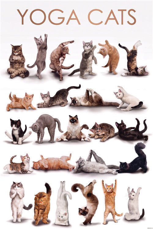 Plakát Yoga Cats