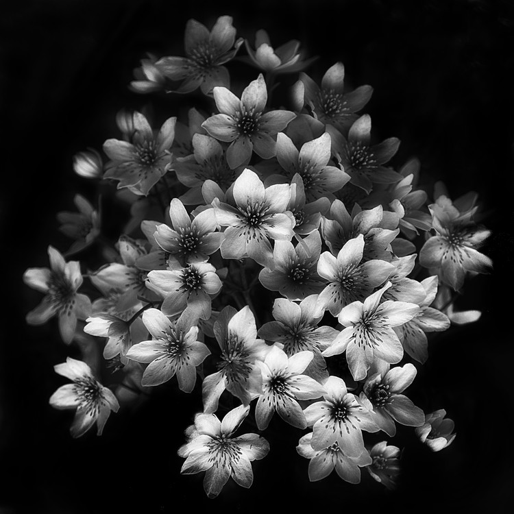 Poster Early Sensation