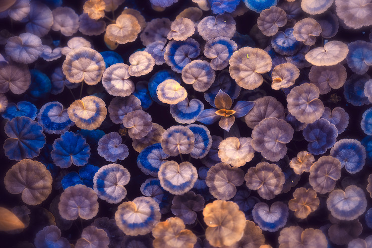 Плакат The Little Umbrellas
