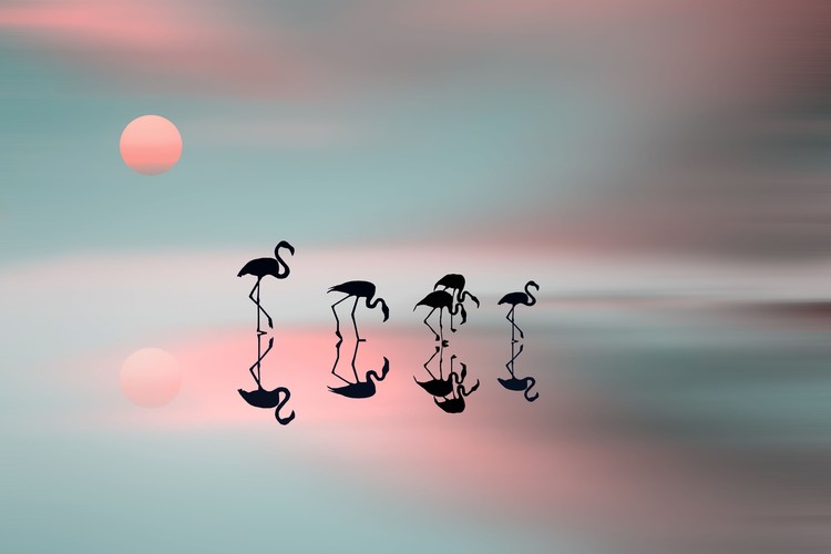 Poster Family flamingos