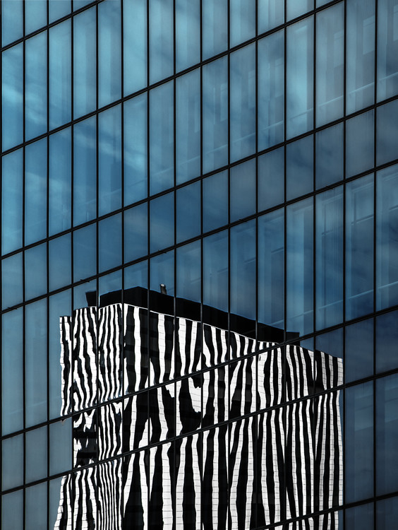 Poster the zebra neighbor