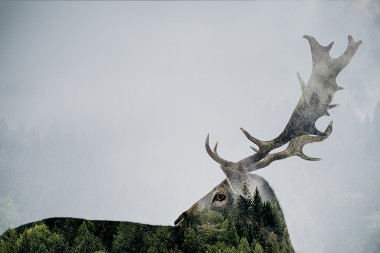 Canvas Print Antler Double-exposed