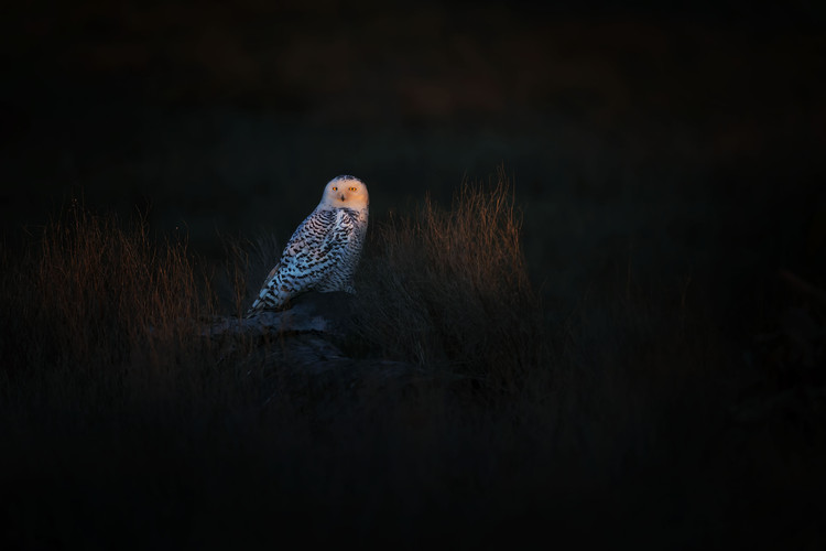 Canvas Print The Watcher