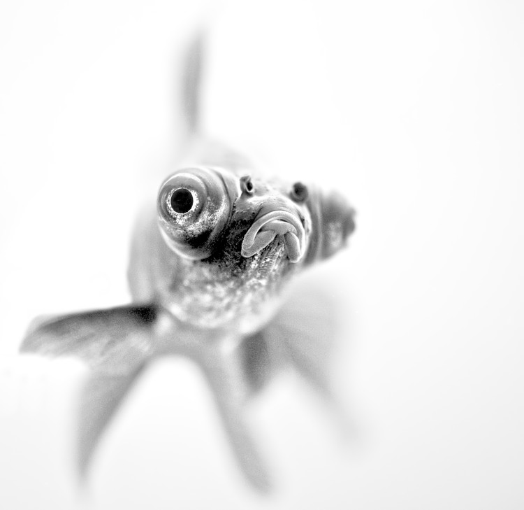 Canvas Print I'm ready for my close up...