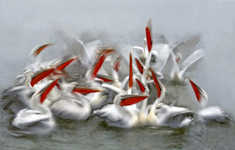 Canvas Print Pelicans in motion blur