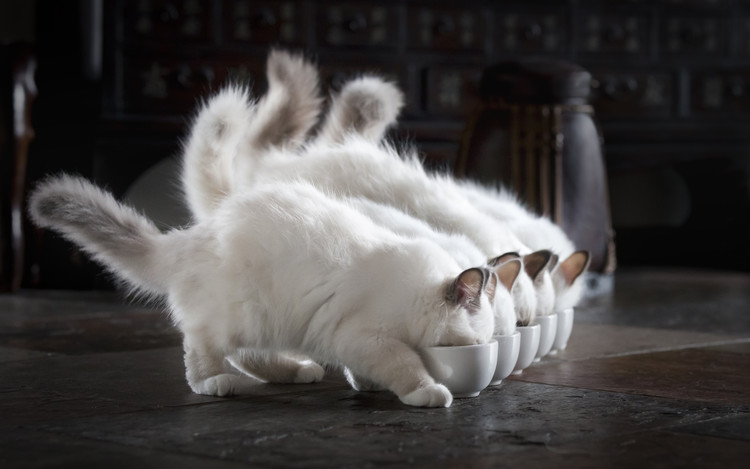 Canvas Print Let There Be Milk