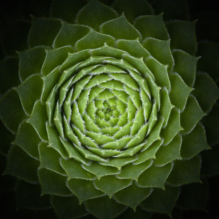 Canvas Print Succulent