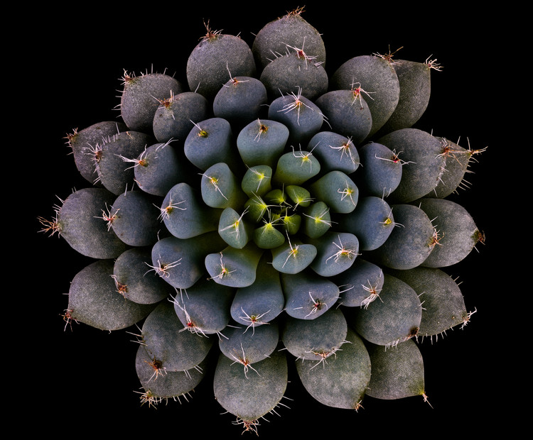 Canvas Print Echeveria setosa var. deminuta