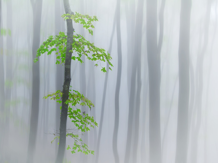 Poster the fog and leaves