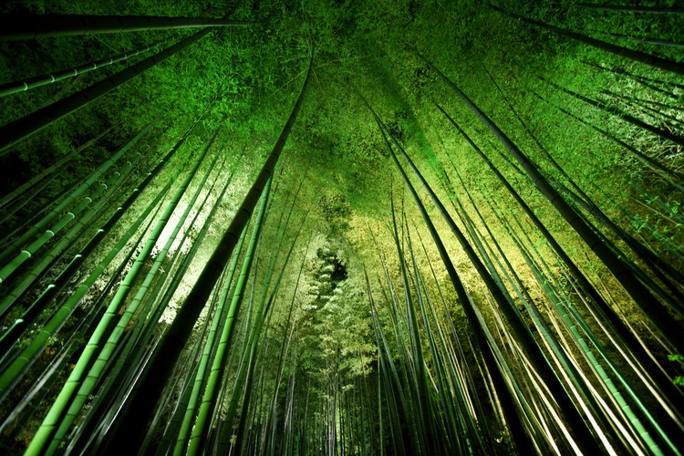 Canvas Print Bamboo night