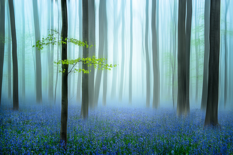 Canvas Print the blue forest ........