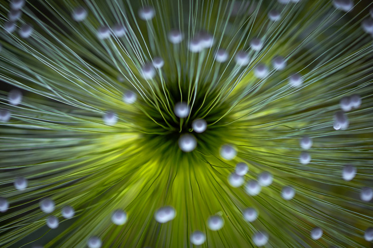 Poster Inverted Commas