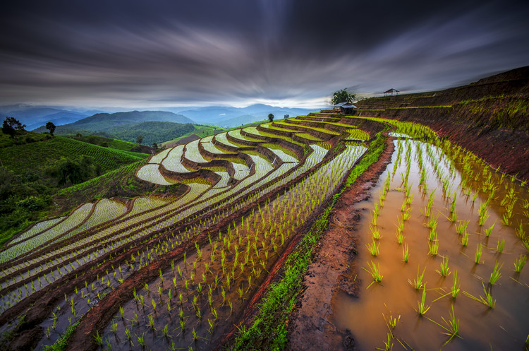 Canvas Print Unseen Rice Field