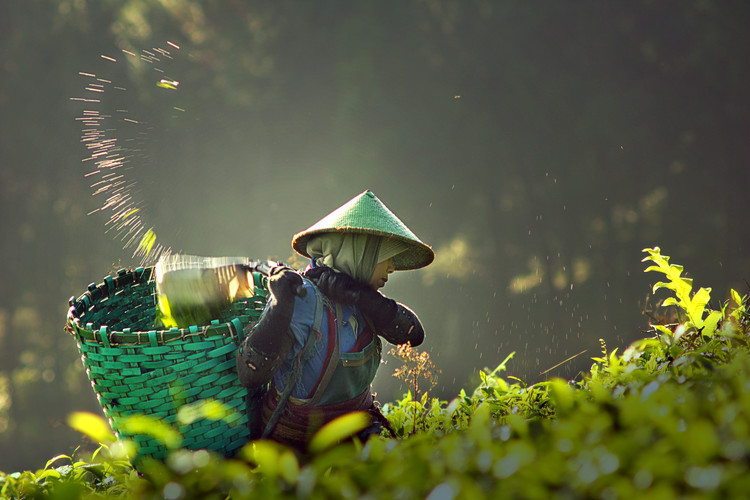Canvas Print tea pickers