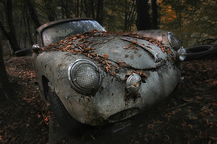 Canvas Print red forest