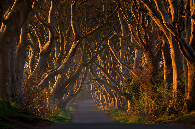 Poster The Dark Hedges in the Morning Sunshine