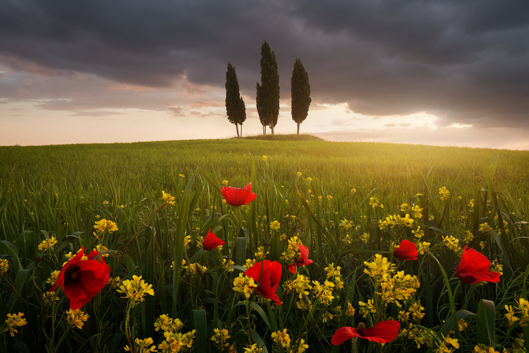 Plakat Blooming Tuscany
