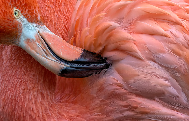 Canvas Print Flamingo Close Up